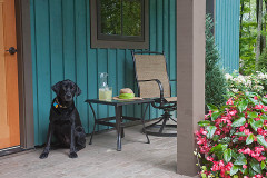 Porch of green house with outdoor table and chair, flowers and black labrador retriever sitting by door.