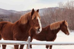 2 brown draft horses in a pasture with snowy woods and mountains in the background.