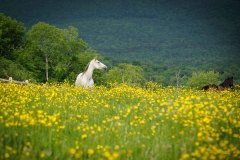 White horse standing chest deep in meadow with wild yellow flowers and tree covered mountains in background.