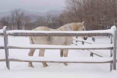 white draft horse standing in snowy pasture with split rail fencing and woods in background.