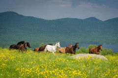 Several horses of several colors running in a field with yellow wild flowers.