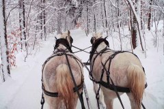 2 white horses in full tack pulling a sleigh (sleigh not visible) down a wooded snow covered trail.