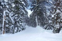 Groomed xc ski trail through woods with snow covered trees.