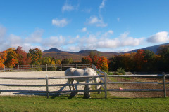 white horse in paddock with split rail fence, foliage in background and blue sky.