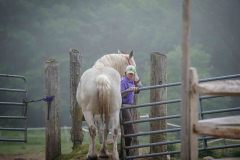 White horse being led into a paddock by a young woman on a foggy day.