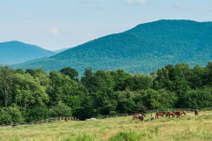 Horses in fenced in field with green trees and mountains in the background at Mountain Top Inn & Resort in Chittenden, VT