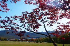Tree with red leaves on branches in front of green field and barn with mountains in background at Mountain Top Inn & Resort in Chittenden, VT