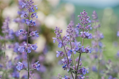 Close-up image of purple flowers. Blurry background at Mountain Top Inn & Resort in Chittenden, VT