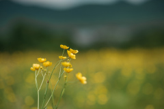 close-up of yellow 'buttercup' flowers with blurry yellow and green in the background and a blurry outline of mountains in the far background at Mountain Top Inn & Resort in Chittenden, VT