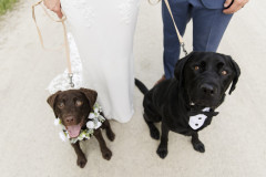 bride in white and groom in blue. each of them are holding a leash to a labrador dog. bride has the leash of a brown lab with a flower necklace, groom has leash to a black lab with a makeshift tuxedo collar on.