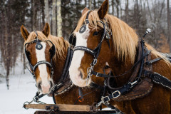 two horses used for horse-drawn sleighs with black designed ware.