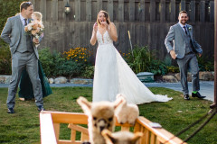 photo of bride and groom looking suprised at small alpacas in front