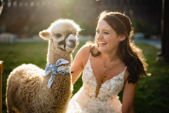 bride with alpaca smiling