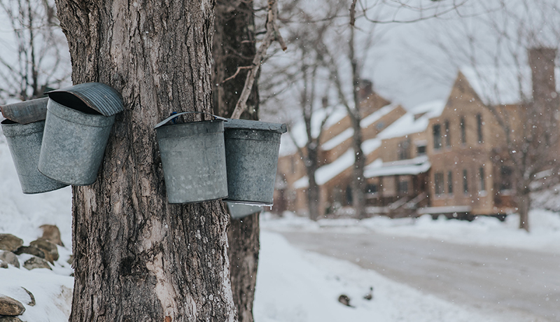 snowy road with lodge building in background and metal sap buckets hanging from maple tree in foreground