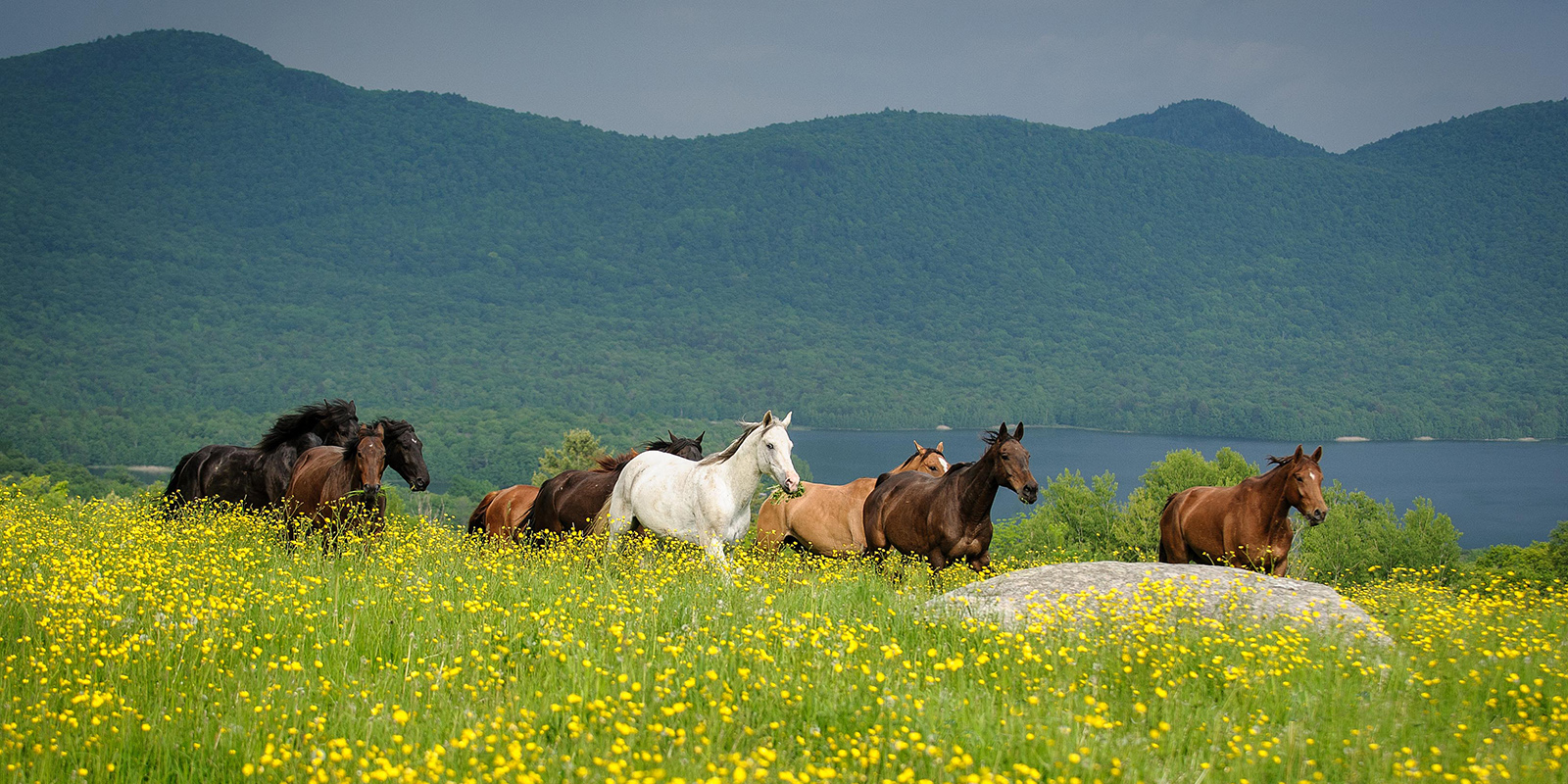 group of brown and black horses and 1 white horse running through meadow of yellow flowers with mountains in background