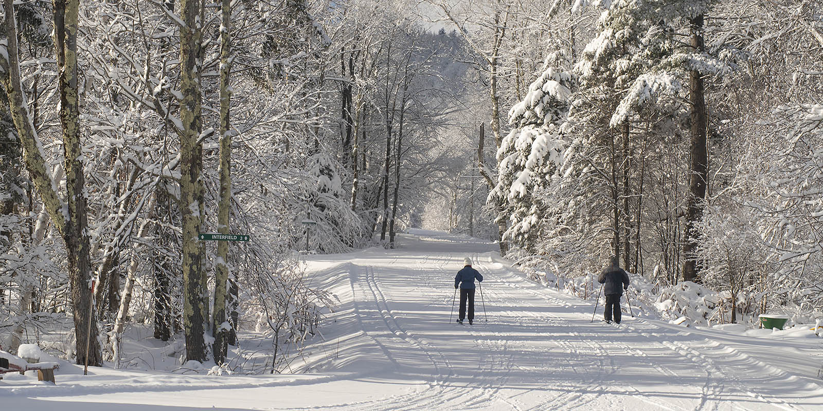 2 cross country skiers on groomed trails traveling through snow covered trees